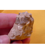 (F302-5) Genuine Fossil Oreodont Merycoidodon Culbertsoni PARTIAL JAW BO... - $19.22 CAD
