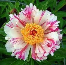 10 PCS Seeds Paeonia Lactiflora Bonsai Heirloom Tree Peony Item image 2