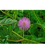 HSeeds Sensitive Plant, Touch Me Not (Mimosa Pudica), 50 Seeds - $5.44 CAD