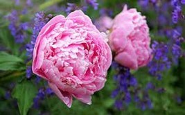 5 Heirloom Purple Chinese Peony Flower Seeds - $10.11