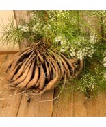 Asparagus racemosus Raksam Sip Thai Herb Soap Shampoo Hair Nail Skin Care - €12,71 EUR