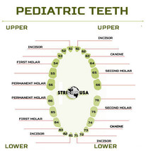 Pediatric Model Ivorine Teeth Replacement For 760 (Upper And Lower) 24 Total - £15.97 GBP