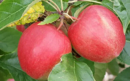 25 Saturn Apple Seeds For Garden Planting    From US - £8.31 GBP