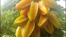 5 seeds Star Fruit Fast Setup Heirloom Seeds Garden Ready - £6.38 GBP