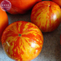 100 Seeds Red Zebra Tomato With Golden Stripe Organic Beautiful - $7.11