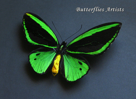 Birdwing Butterfly Ornithoptera Priamus Poseidon XL Framed Entomology Shadowbox - £103.74 GBP