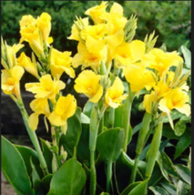  Yellow Canna Lily 5 Seeds - £7.98 GBP