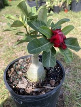 Adenium Obesum Desert Rose Grafted Plant Compact Red - £27.19 GBP
