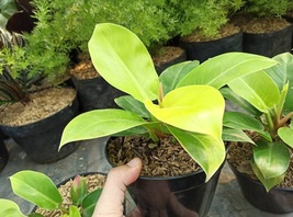 philodendron golden melinonii Philodendron Rare Flower Plant Rare Easy Grow EBLY - £25.90 GBP