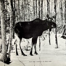 1970 Maine Moose Winter Woods Photo Print Vintage Wildlife  - £23.50 GBP