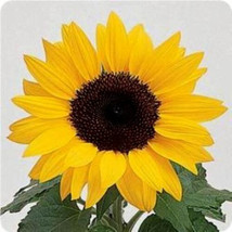 SGHOST 100 Dwarf Sunflower Seeds Dwarf Yellow Pygmy Sunflower Seeds Non Gmo USA  - £6.92 GBP