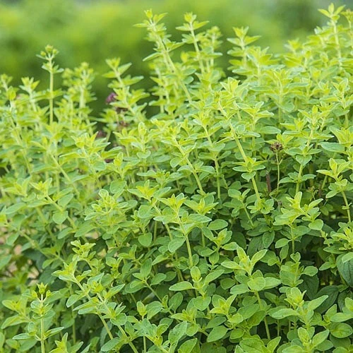 OREGANO 10 FRESH HERB SEEDS  - $6.31