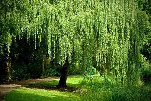 2 Golden Weeping Willow Tree Cuttings Live Plants Beautiful Arching Canopy Fresh - £33.80 GBP