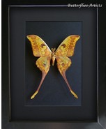 Indonesian Moon Actias Groenendaeli Acutapex Moth Framed Entomology Shad... - $4,251.44 MXN