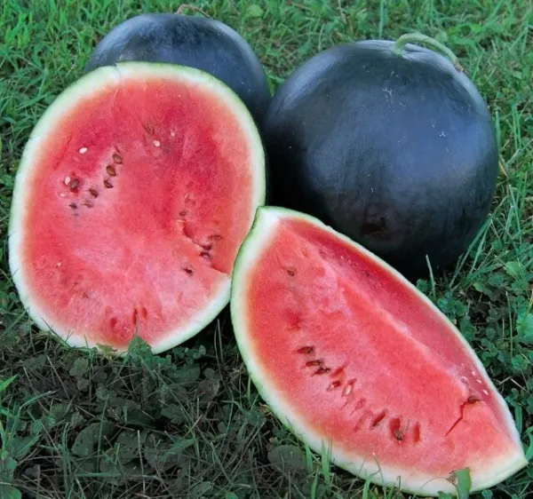 Black Diamond Watermelon Seeds 20 Ct Fruit Melon 30 50 Lbs Non Gmo Fresh Garden - £5.09 GBP
