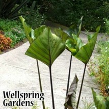 Best Tea Cup Elephant Ear / Colocasia esculenta / Live Plant - £24.54 GBP