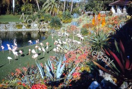 1961 Parrot Jungle Flamingos Scenic Lake &amp; Grounds Florida Kodachrome 35mm Slide - £3.11 GBP