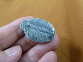 (F704-7) Trilobite fossil trilibites extinct marine arthropod I love fos... - $14.99