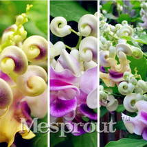 New Arrival! Great Promotions 50PCS Rare Silla Beautiful Green Snail flower vine - £6.79 GBP