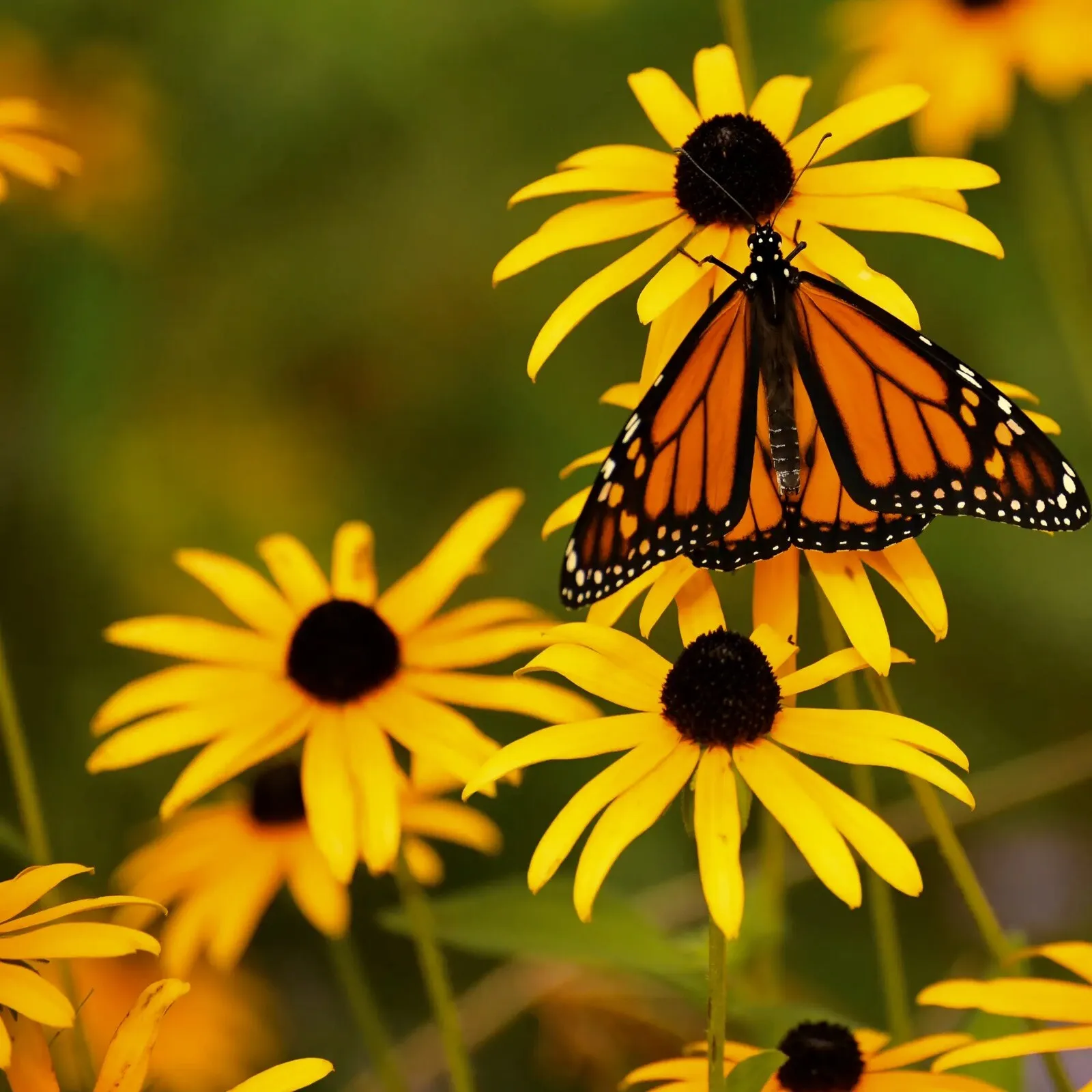 Rudbeckia Seeds Black Eye Susan 500 Seeds Fast Shipping US - £8.48 GBP