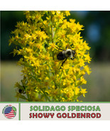 100 Showy Goldenrod Seeds Solidago Speciosa Native Flower Honeybee Attra... - $9.67