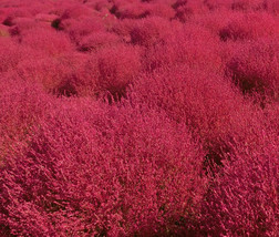 Burning Bush Kochia Scoparia 500 Bulk Seeds Fresh - £30.02 GBP