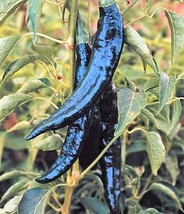 50 Pasilla Bajio Pepper Mexican Chile Negro Capsicum Annuum Vegetable Seeds Fres - £11.57 GBP