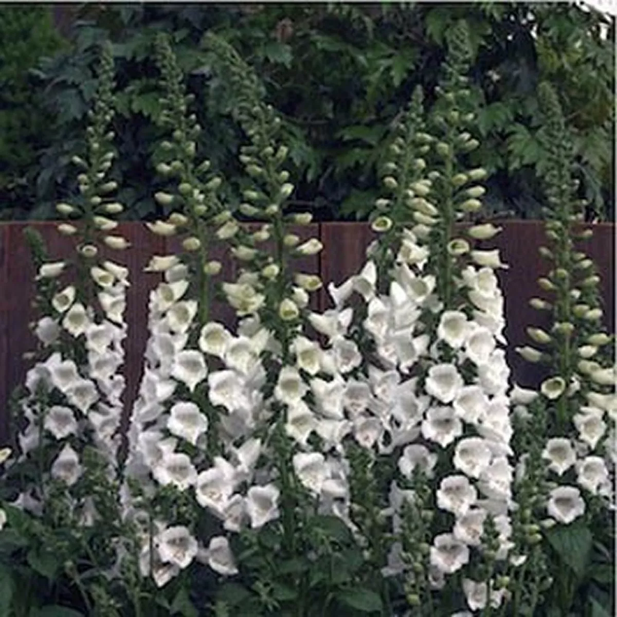 Flower Foxglove White 250 Seeds - £7.66 GBP
