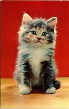 c1955 Vintage Cute Kitten Baby Cat Blue Eyes PlastiChrome Unposted Postcard - £8.00 GBP