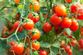 50 Seeds Baxter s Early Bush Tomato Juicy Tomatoe Vegetable Garden  - £5.77 GBP