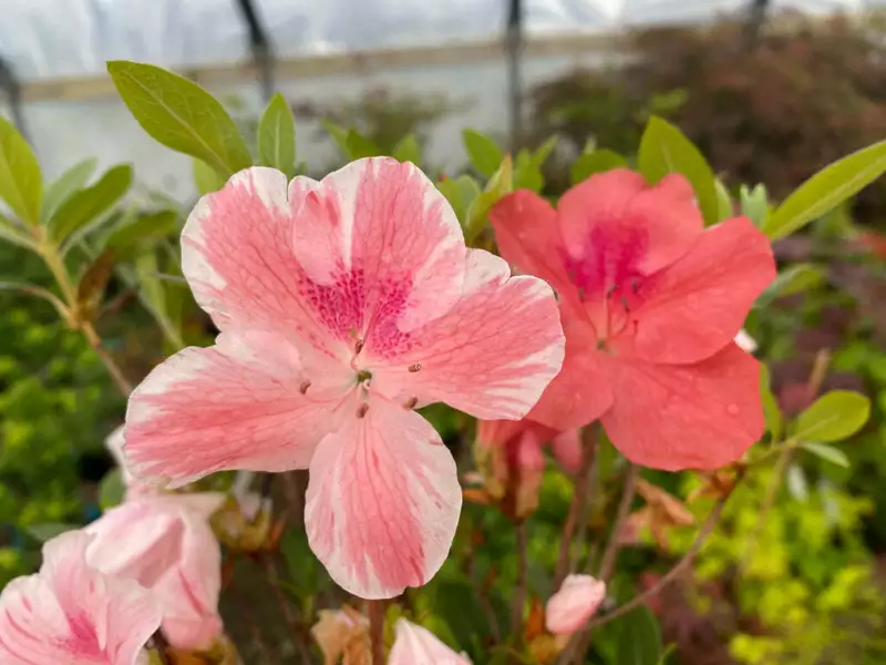 Cavendish Azalea Rhododendron Baby Multi Color PEACHY/PINK Blooms - £18.85 GBP