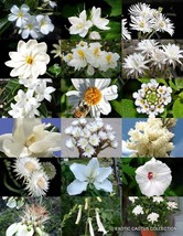 Semilir 15 Seeds Store White Flower Plants Mix Exotic Garden Tree Fragrant Bonsa - $15.27