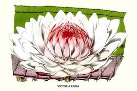 Lotus Flower - water lily by Louis Benoit Van Houtte - Art Print - £17.23 GBP+