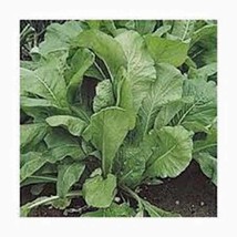 Grow In US Mustard Greens Seed Florida Broadleaf Heirloom Non Gmo 100 Seeds  - £7.55 GBP