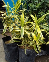 Live Plant Dracaena reflexa Flower Homeplant Plant Live Easy Grow EBLY - £53.91 GBP