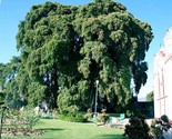 20 Montezuma Bald Marsh Cypress Tree Seeds (Taxodium mucronatum) Fast, B... - $17.90