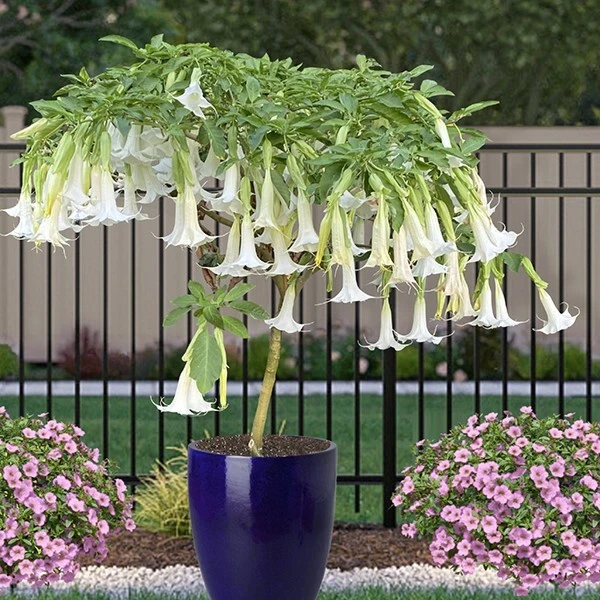 15+ seeds Angels Trumpet Snowfall  house plant-  garden- flowers - €5,94 EUR