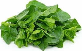 50 Green Malabar Spinach Seeds Mongtoi Mu Er Cai Ceylon Spinach Vine Spinach Gar - £4.71 GBP