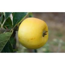 25+ Yellow Ingestrie Apple Seeds | Sweet Juicy Heirloom Variety - $16.50