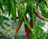 Guajillo Chili Pepper Seeds NON-GMO Mexican Cuisine Chile Enchilada - £2.40 GBP