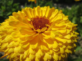 Sale 500 Seeds Pacific Beauty Yellow Marigold Calendula Officinalis Flower USA - £7.78 GBP