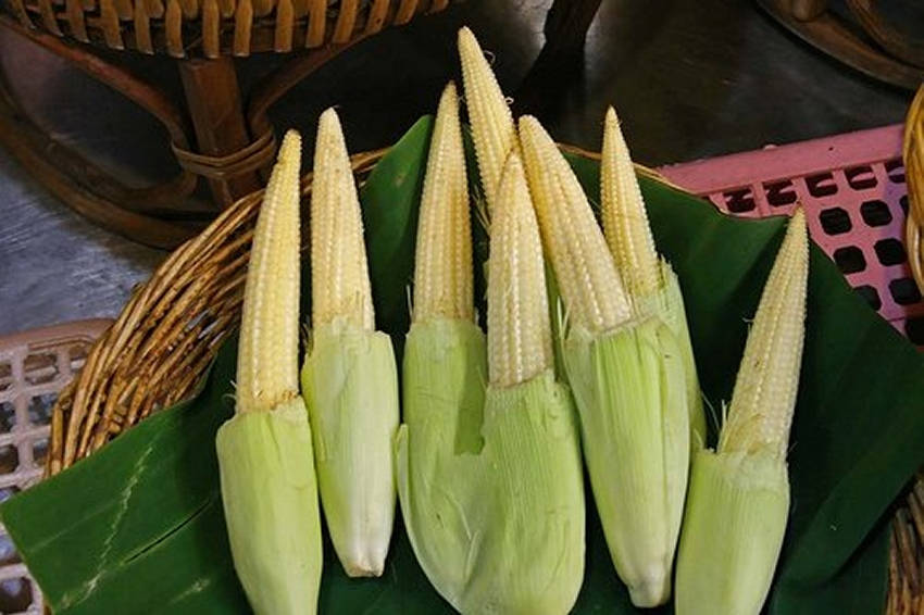 Thai Baby Sweet Candle Corn, ZEA MAYS,mini corn, baby sweetcorn  Packet ... - $2.45