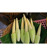 Thai Baby Sweet Candle Corn, ZEA MAYS,mini corn, baby sweetcorn  Packet ... - $45.73 MXN