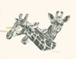 # 147 GIRAFFE PORTRAITS wild life art print * Pen and ink drawing by Jan... - $12.50