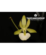 DENDROPHYLAX FUNALIS ‘JAMAICAN GHOST ORCHID’ LEAFLESS ORCHID XL BARE-ROOT - $1,673.02 MXN