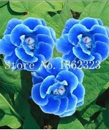 SL 100Pcs Climbing Gloxinia Seed Perennial Sinningia Speciosa Flower See... - $5.52