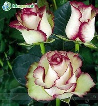 100PCS New Fire And Ice Rose Seeds From Garden - £4.37 GBP