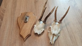 vintage Real  Skull with Horns, white bone, animal skull. Original 1920-... - $37.62