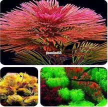1000 Aquarium Seeds Aquatic Particle Aquarium Decoration Pine Tree - $107.83 MXN