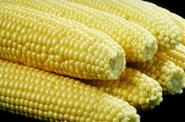 USA Iochief Yellow Sweet Corn Aas Winner Zea Mays Vegetable 100 Seeds - £8.48 GBP